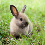 Warning signs of rabbit illness from Edgewood Veterinary Group