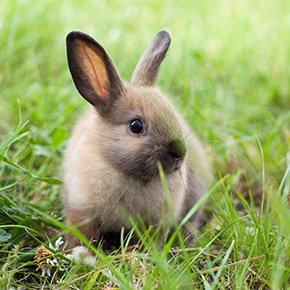 Warning signs of rabbit illness from Edgewood Veterinary Group