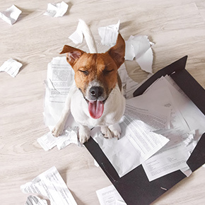 Dog behaviour explained: Five common traits