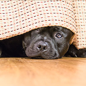 Tips to help your dog through firework season