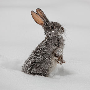 Advice from Edgewood Vets on snug winter rabbits