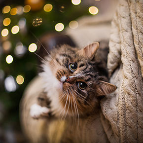 Poisonous plants to keep away from cats at Christmas