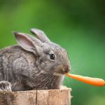 Does your rabbit need a winter weigh-in?