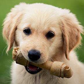 Dog treats – the bones of the issue from Edgewood Vets