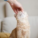 Learn your cat’s Body Condition Score