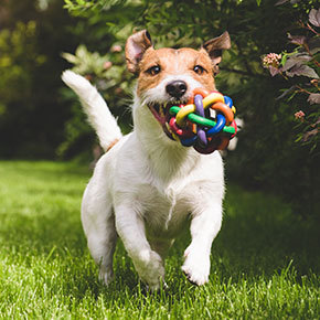 Dogs’ fun doesn’t have to stop with the festivities