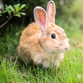 Keeping a happy bunny in Essex