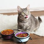 Healthy teeth and gums for cats