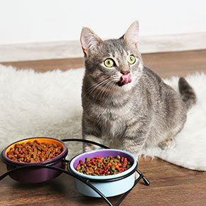 Healthy teeth and gums for cats