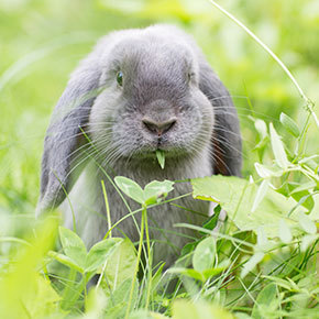Lifesaving dental advice for rabbits from Edgewood Vets