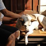 Ways you can cross off ticks in Purleigh