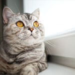 Edgewood Vets’ tips for a healthy feline heart