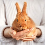 Six tips for a happy bunny from Edgewood Veterinary Group