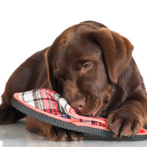 Inappropriate chewing in dogs from Edgewood