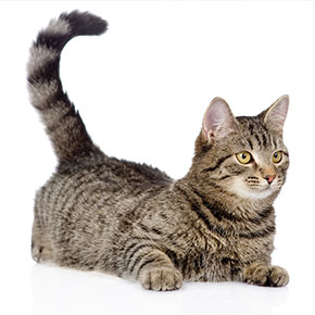What’s your cat’s tail telling you?