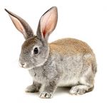 What rabbits are talking about in Purleigh