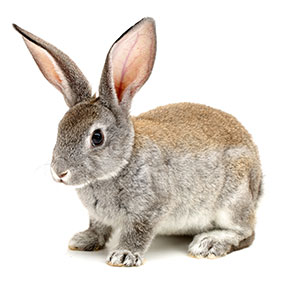 What rabbits are talking about in Purleigh