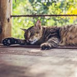 Cats and heat stroke advice from Edgewood Vets