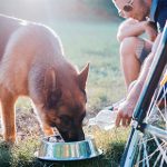 Keeping your dog cool