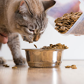Choose the right nutrition for your older cat