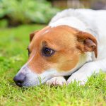 Ask Jürgen for canine constipation advice