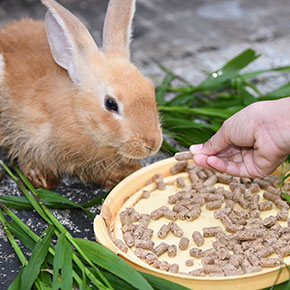 Rabbit diet tips from Edgewood Vets