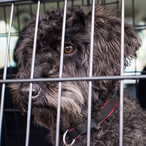 Belting up your dog with Edgewood Veterinary Group