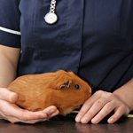 Edgewood Vet’s tips for guinea pig travel