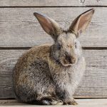 Protect your rabbit from fireworks noise in Essex