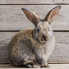 Protect your rabbit from fireworks noise in Essex