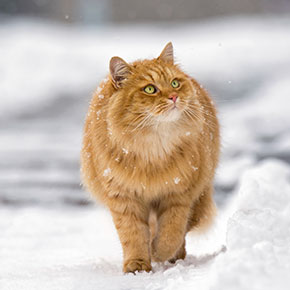 Edgewood Vet’s tips for cold weather care