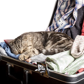 Holiday tips for cats