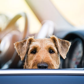 Travelling with your dog for New Year