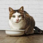 Jürgen’s tips for spotting feline arthritis
