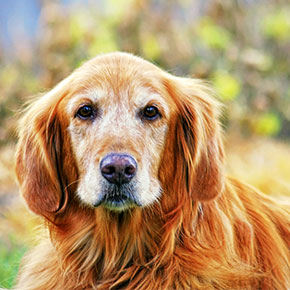 Edgewood Vet’s advice for owners of older dogs