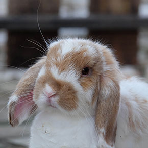Health tips for senior rabbits in Essex