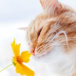 Our advice for easing seasonal allergies in cats