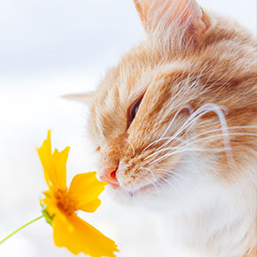 Our advice for easing seasonal allergies in cats
