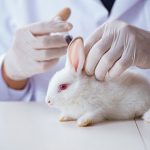 Keeping your rabbit safe in Purleigh