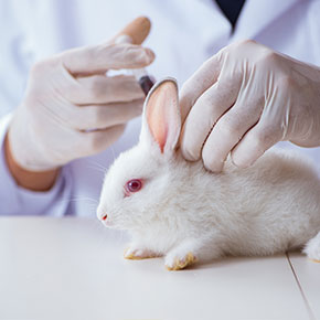 Keeping your rabbit safe in Purleigh