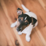 Dog worming advice for spring in Purleigh