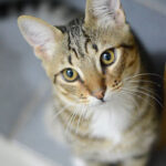 Find out how to prevent dental problems in cats