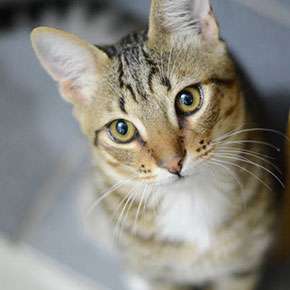 Find out how to prevent dental problems in cats