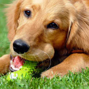 Doggy dental checks in Purleigh