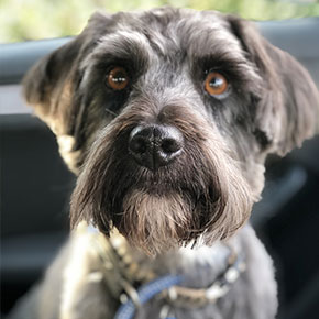 Prepare your dog to move with Edgewood Veterinary Group