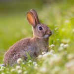 Protect your rabbit this summer with Edgewood Veterinary Group