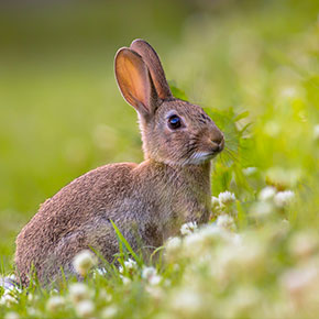 Protect your rabbit this summer with Edgewood Veterinary Group