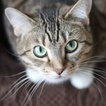 Cats in heat – the facts from Edgewood Veterinary Group