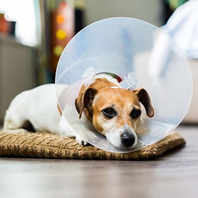 Neutering dogs: what you need to know