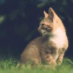 Cats and heat stroke advice from Edgewood Vets